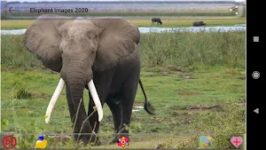 Elephant Images Screenshot 1