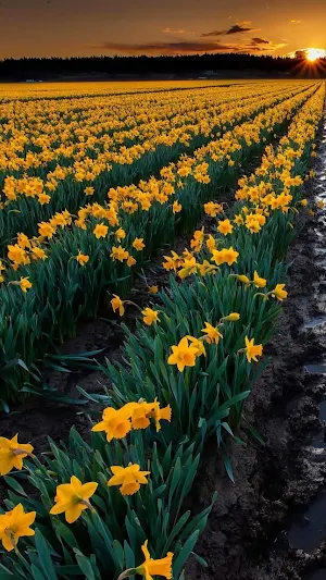Daffodil Wallpapers Screenshot 1