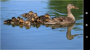 Colorful Duck Backgrounds Screenshot 1