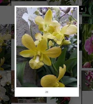 Decorative plants Screenshot 3