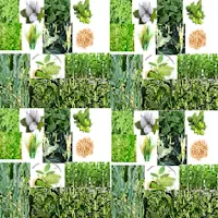 IFC-CROPSAP