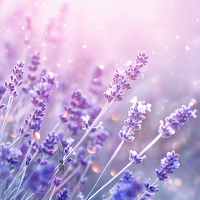 Soothing Lavender Theme +HOME