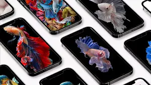 Betta Fish 3D Wallpaper Screenshot 1