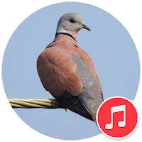 Red Turtle Dove Sounds