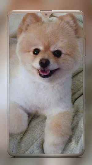 Pomeranian Dog Wallpaper HD Screenshot 1