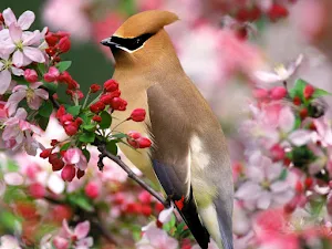 Bohemian Waxwing Wallpapers Screenshot 2