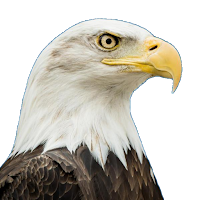 Bird Personality