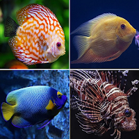 Fish identifier