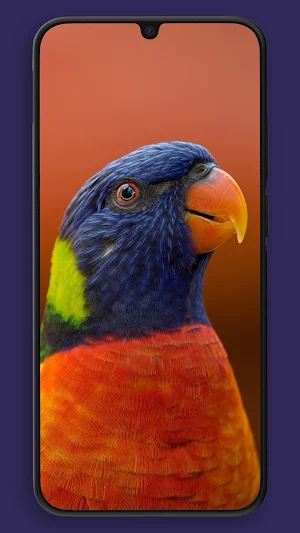 Walp Wallpapers Screenshot 0