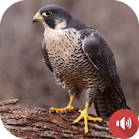 Peregrine Falcon Sounds