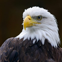 Eagle Sounds