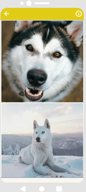 Husky Wallpapers HD Screenshot 2