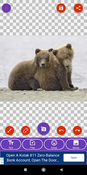Brown Bear, Panda, Polar Bear, Red Panda Wallpaper Screenshot 1
