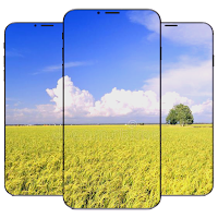 Field Wallpaper