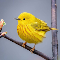 Warbler Bird Sounds