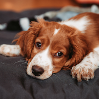 Dog Whining Sounds