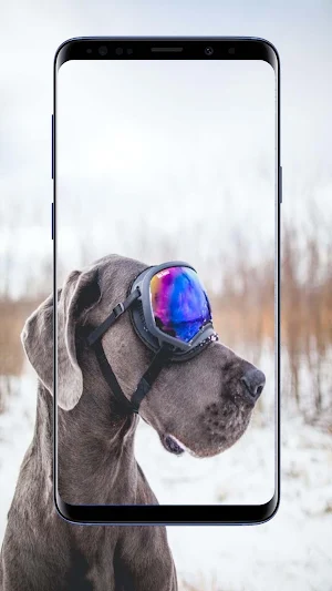 Dog Wallpapers Screenshot 1