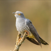 Cuckoo Bird Sounds