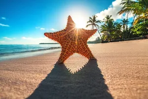 Starfish Wallpapers Screenshot 0