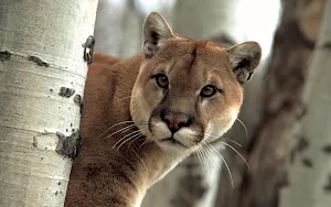 Cougar Wallpaper HD Screenshot 0
