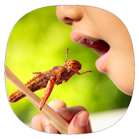 How to Eat Bugs & Insects