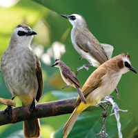 Suara pikat burung trucukan