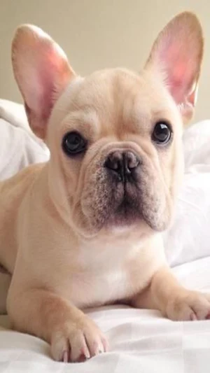 French Bulldog Wallpaper Screenshot 1
