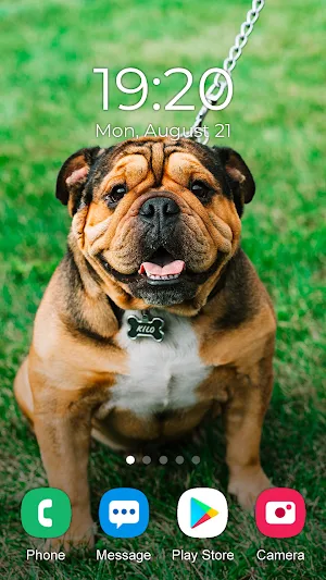 Pitbull Wallpaper 2023 Screenshot 1