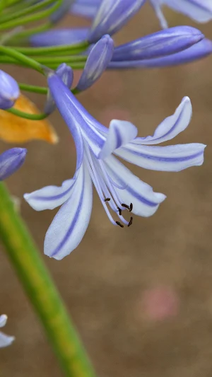 Lily-of-the-Nile Wallpaper Screenshot 3