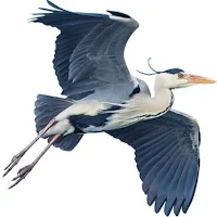 Blue Heron Sound