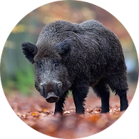 Wild boar sound & calls