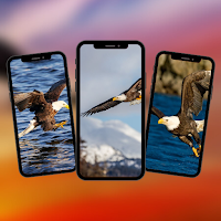 Eagle Wallpaper