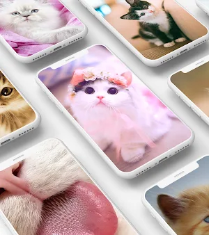 Cute Kitten Wallpaper Screenshot 2