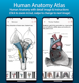 Human Anatomy Handbook Screenshot 2