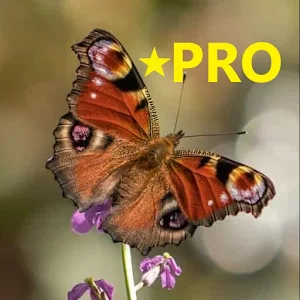 Spin Puzzle Pro Screenshot 0