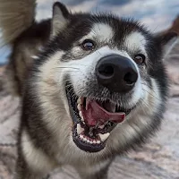 Alaskan Malamute Wallpaper HD