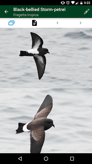 Antarctic Wildlife Guide Screenshot 1
