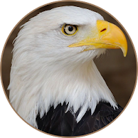 Bald Eagle Sounds