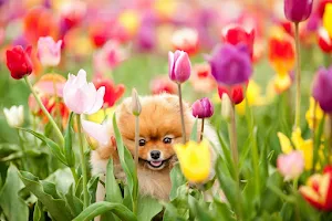 Pomeranian Dog Wallpapers Screenshot 0