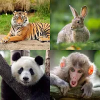 Wild Animal Hd Wallpaper