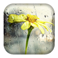 Rain Sounds