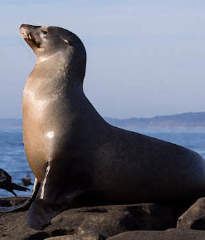 Sea lion sounds ~ Sboard.pro Screenshot 0