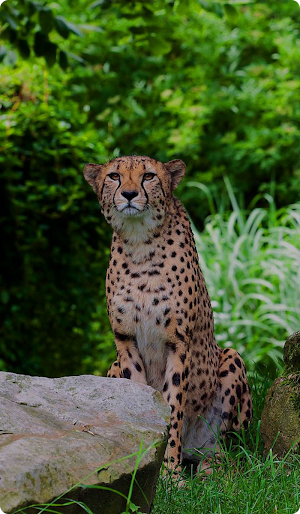 Cheetah Wallpaper HD Screenshot 0