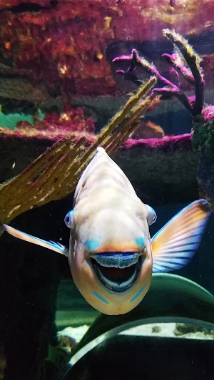 Cute Fish wallpaper HD Screenshot 3