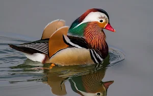 Mandarin Duck Wallpaper HD screenshot 5