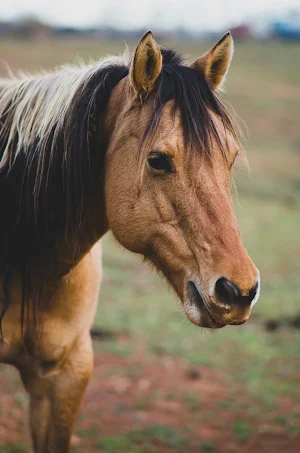Horse Wallpapers Screenshot 3