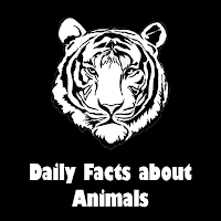 Daily Facts about Animals