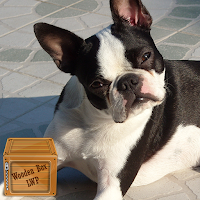 boston terrier wallpaper