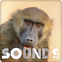 Baboon Sound Ringtones
