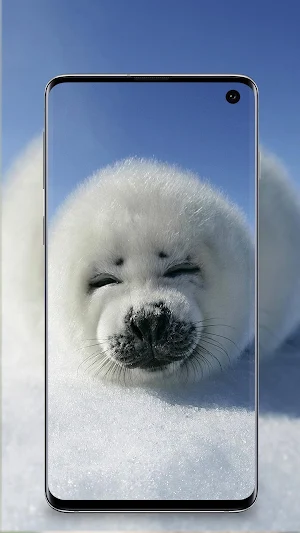 cute animals wallpaper Screenshot 2